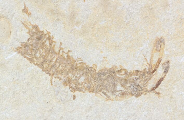 Fossil Mantis Shrimp (Sculda syriaca) - Lebanon #43552